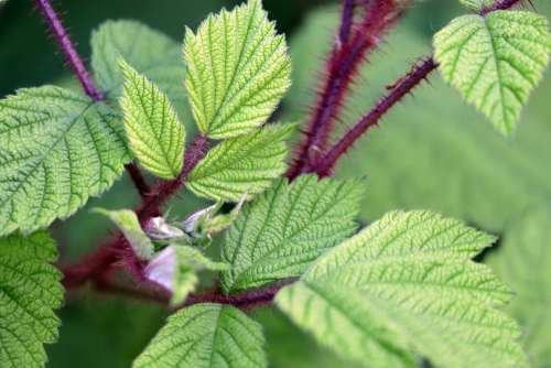 Blackberry Blackberry Leaves Green Red Wine Red