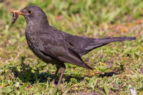 Blackbird Portrait Bird Plumage Close Up Garden