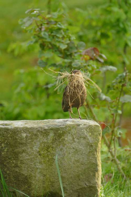 Blackbird Bird Fauna Female Grass Nest Build