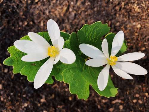 Bloodroot Flower Wildflower Spring White Nature