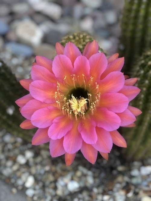 Blooming Cactus Arizona Spring Flower Southwest
