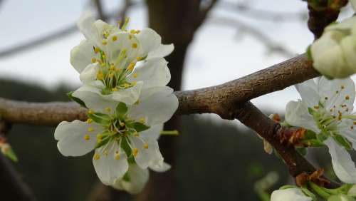 Blossom Spring Tree Plum Nature Branch White