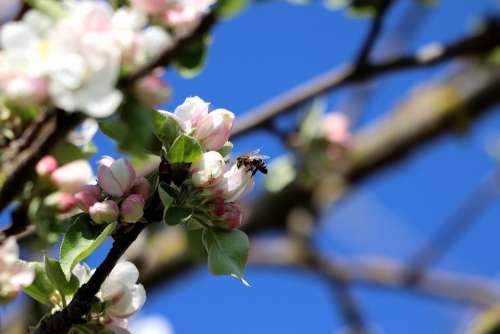 Blossom Bee Insect Fruit Tree Honey Bee