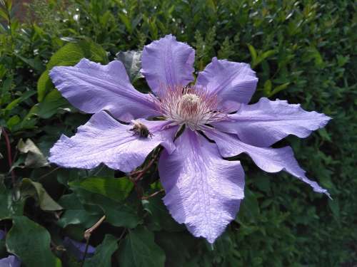 Blossom Bloom Clematis Purple Bee