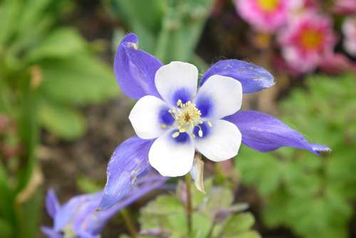 Blue Flower Spring Summer Garden Flora Flowers