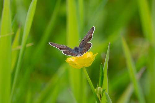 Blue Also Dark Brown Meadow Spring Nature Flower