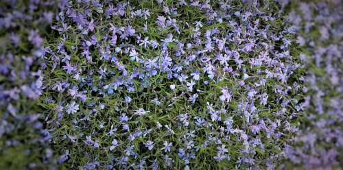 Blue Pillow Cushion Plant Spring Blue-Violet Flowers