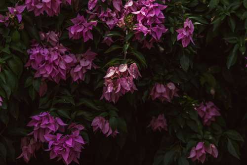 Bougainvillea Flowers Nature Pink Plant Bloom