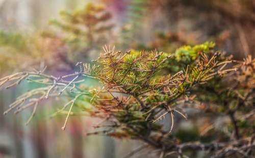 Branch Nature Fir Tree Plant Season Landscape