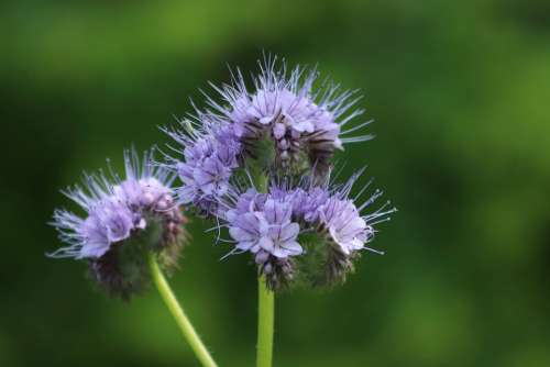 Bueschelschoen Tufted Flower Tansy-Phazelie