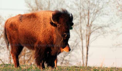 Buffalo Bison Animal Mammal American Fur Wildlife