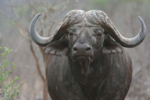 Buffalo Africa Big 5 Bovine Safari Wildlife