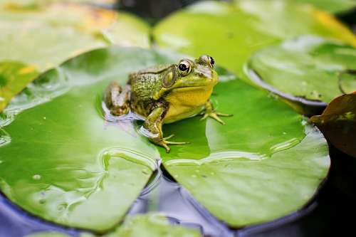 Bull Frog Green Pond Lily Pad Frog Nature