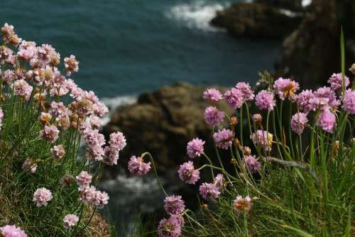 Bullers Of Buchan Scotland Sea-Lavender Landscape
