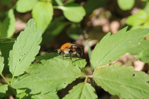 Bumblebee Nature Insect