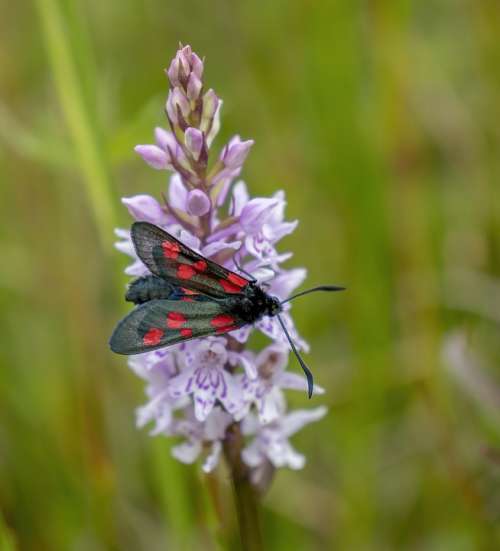 Burnet Moth Insect Nature Summer Flower Red