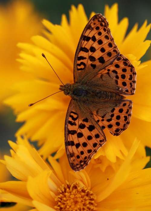 Butterfly Flower Yellow Nature Insect