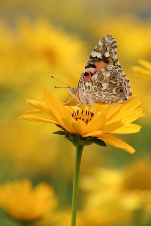 Butterfly Yellow Flower Insect Nature Wing Animal