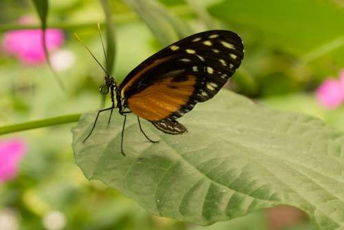 Butterfly Brown Black Nature Wing