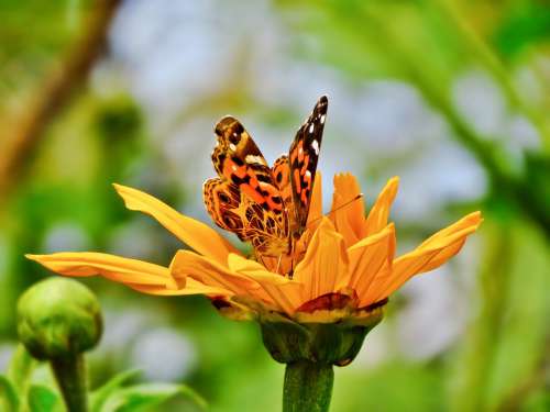 Butterfly Sunflower Yellow Green Nature Insect