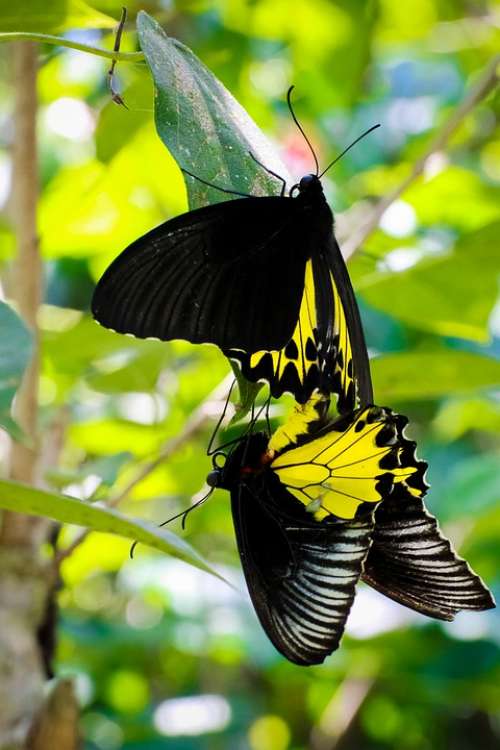 Butterfly Beautyfull Bali Indonesia Travel Nature