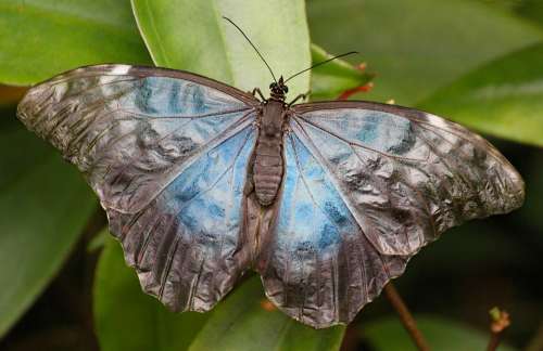 Butterfly The Exotic Insect Wings Azure Fragile
