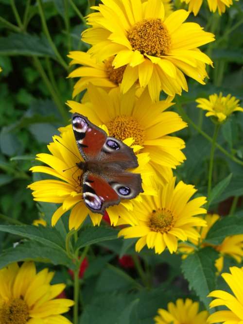 Butterfly Sonchus Oleraceus Garden Insect Nature