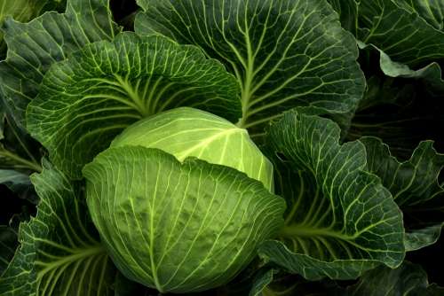Cabbage Cultivation Vegetables Healthy