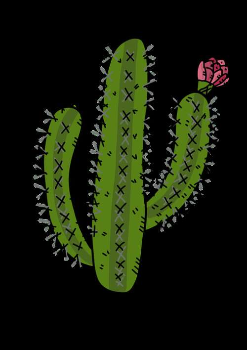 Cactus Desert Plants Cactus Rose Prickly Mexico