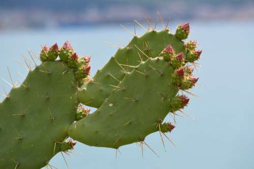 Cactus Nature Green Sea