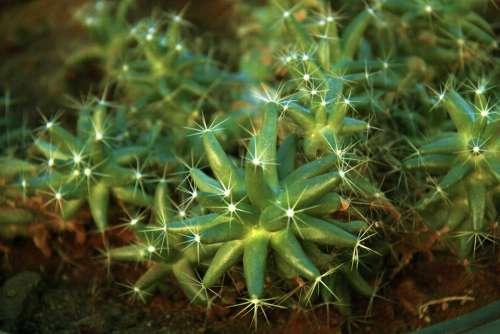 Cactus Plant Circles Nature Green Flower Natural