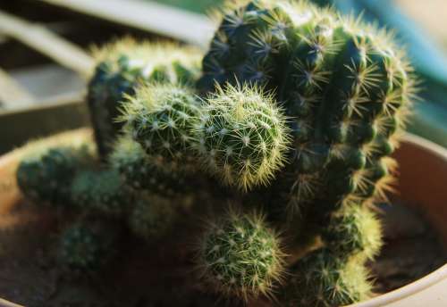 Cactus Plant Circles Nature Green Flower Natural