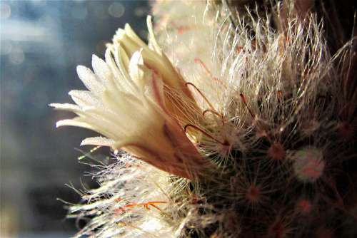 Cactus Bloom Sun Bokeh Flora Flower Prickly