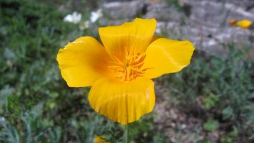 California Poppy Orange Flower Macro Nature