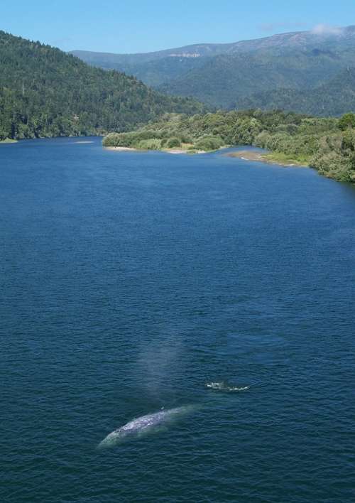 California Gray Whale Whale River Klamath River