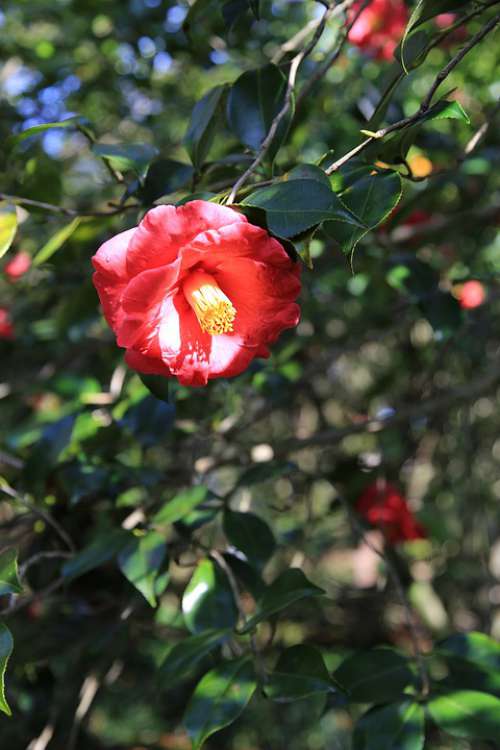 Camellia Camellia Flower Flowers Plants Nature