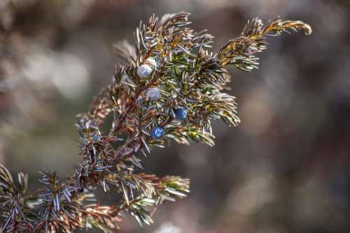 Canada Berry Ice Winter Frost Plant Blue