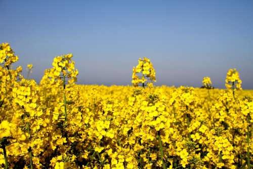 Canola Field Oilseed Rape Yellow Landscape Spring