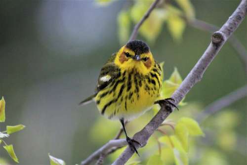 Cape May Warbler Birds Birding Warblers Yellow