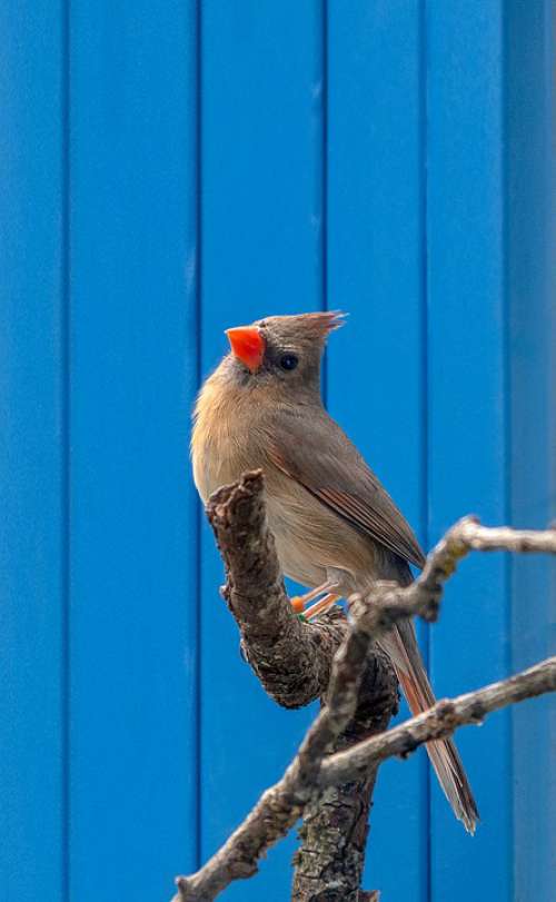 Cardinal Songbird Female Bird Plumage