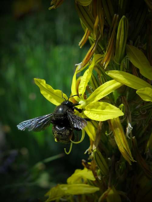 Carpenter Bee Xylocopa Violacea Junker Lily