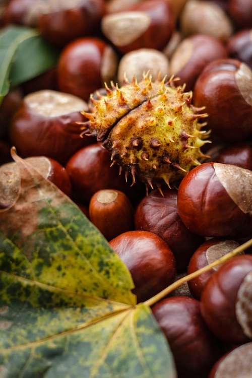 Castanea Chestnut Autumn Nut Buckeye Oak Ripe