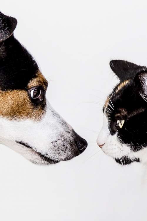 Cat Dog Animals Pet Nature Doggy Jackrussell