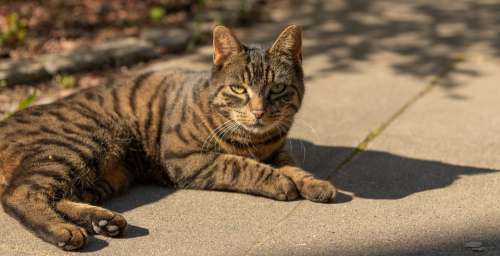 Cat Animal Pet Portrait Domestic Cat