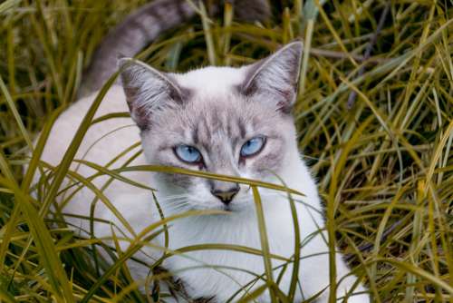 Cat Blue Eyes Pet Feline Animal Cute Fur Eyes