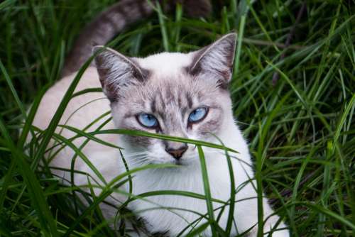 Cat Blue Eyes Pet Feline Animal Cute Fur Eyes