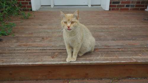 Cat Orange Porch Step Steps Home Farm Tongue
