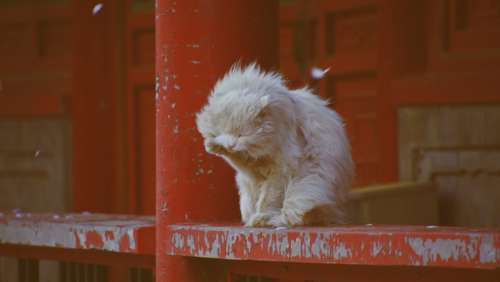 Cat Red Kitten Animal World China Cute Baqi
