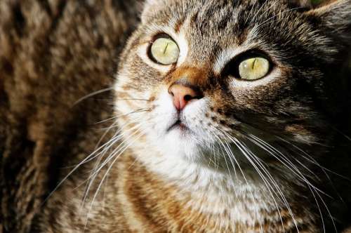 Cat Animal Predator Cats Eyes Dangerous Nature