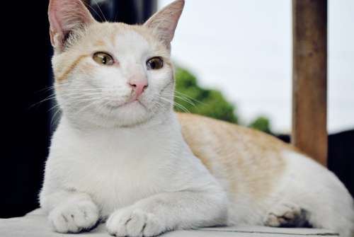 Cat Animal Pet Yellow White Cat Stripes Lying